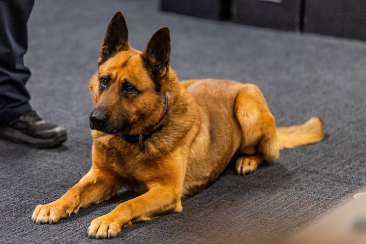 Police K9 lying attentively during a class demonstration